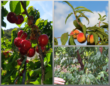 Fruit à noyaux